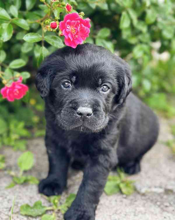 REZERVACE Labradorský Retriever s PP - foto 5