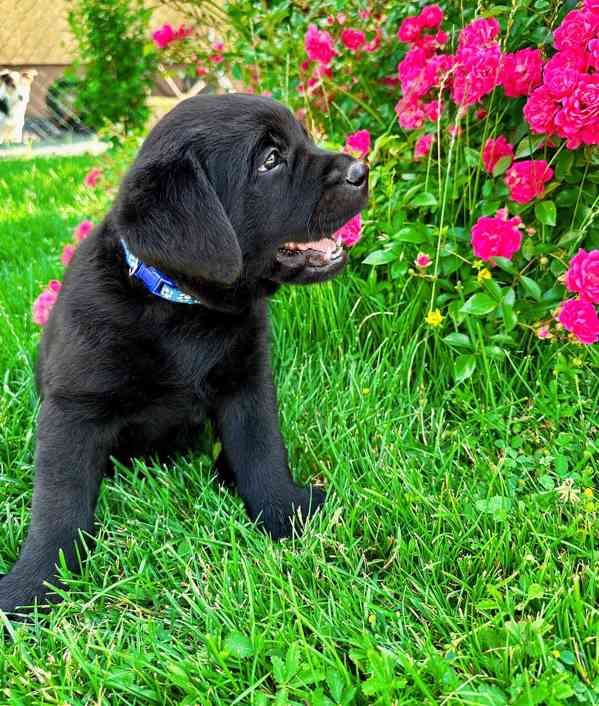 REZERVACE Labradorský Retriever s PP - foto 9
