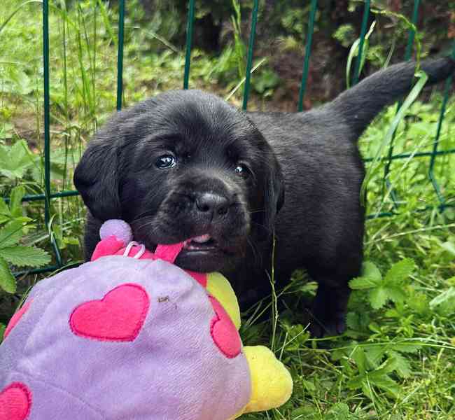 REZERVACE Labradorský Retriever s PP - foto 8