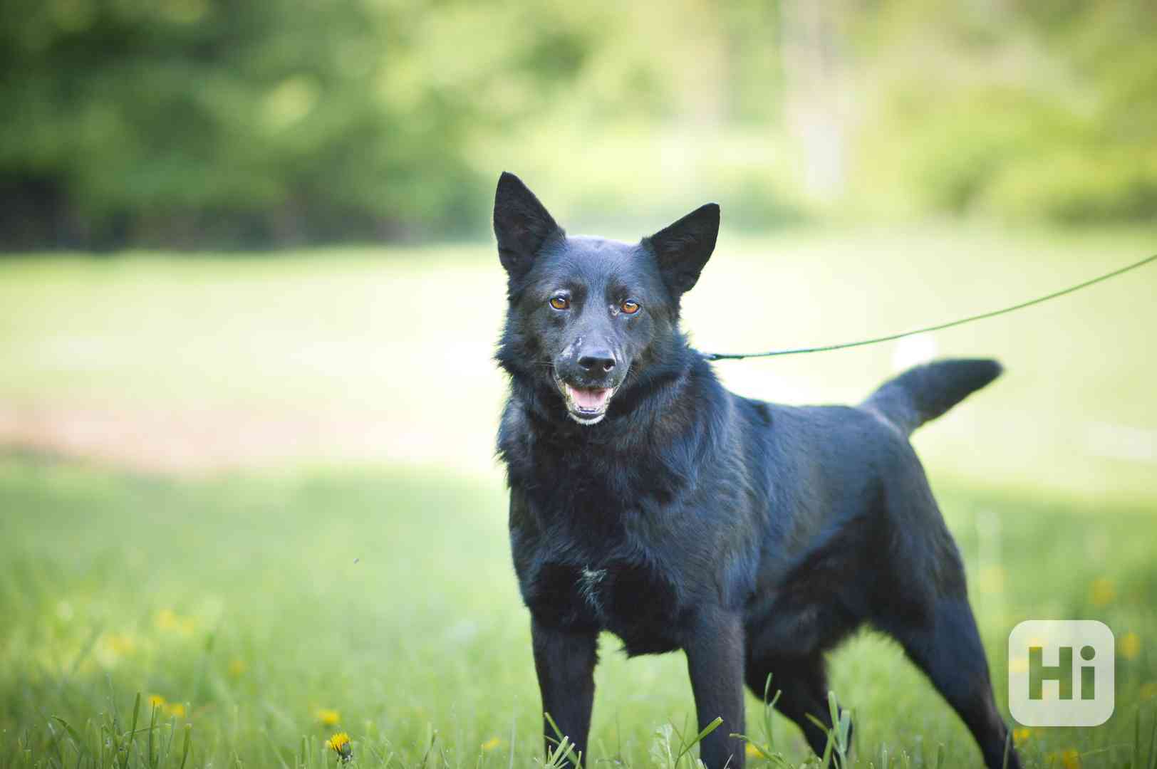 Pepko - x kelpie, mladý aktivní pes, 1 rok - foto 1