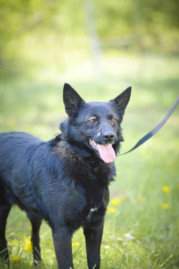 Pepko - x kelpie, mladý aktivní pes, 1 rok - foto 5