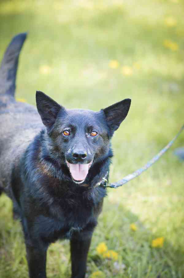 Pepko - x kelpie, mladý aktivní pes, 1 rok - foto 2