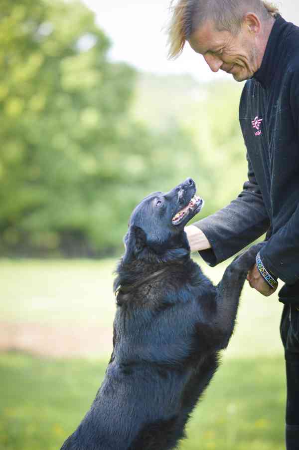 Pepko - x kelpie, mladý aktivní pes, 1 rok - foto 4
