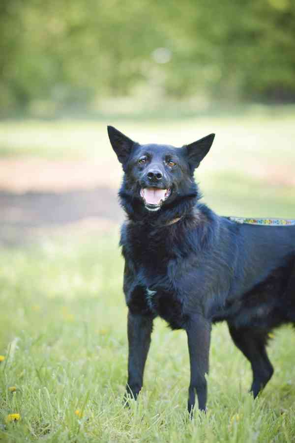 Pepko - x kelpie, mladý aktivní pes, 1 rok - foto 3