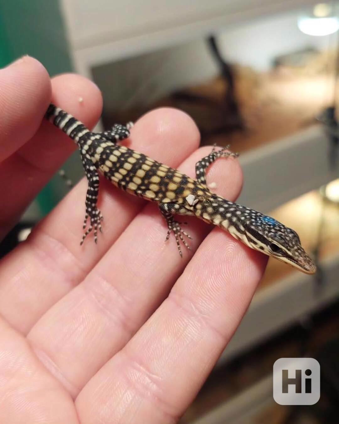 Varanus glauerti na prodej - foto 1