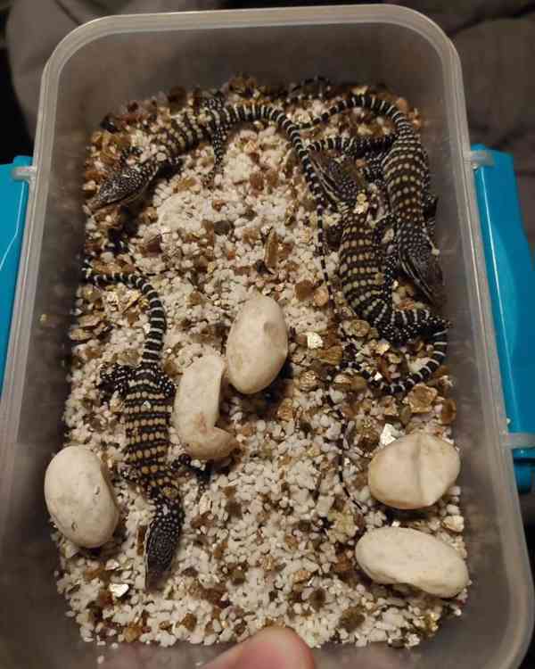 Varanus glauerti na prodej - foto 3