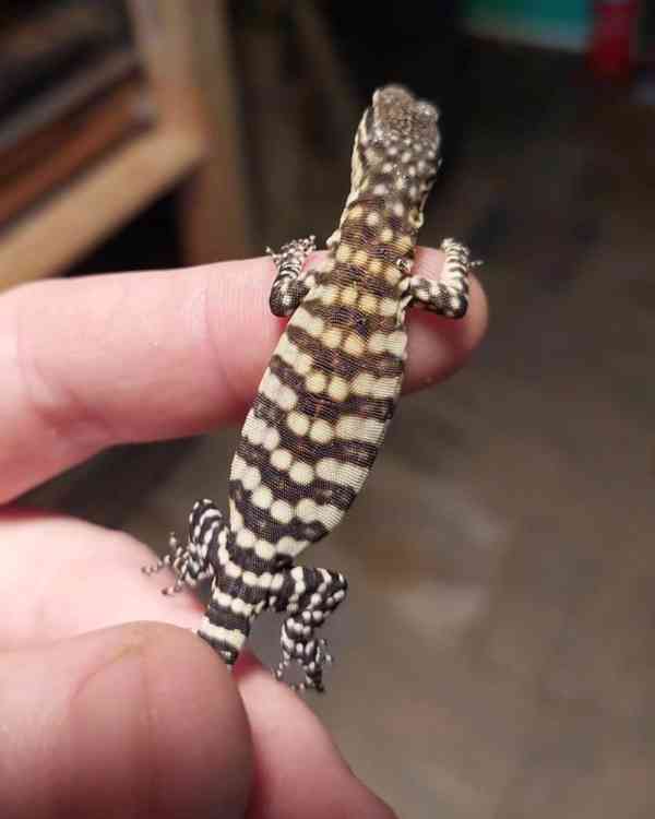 Varanus glauerti na prodej - foto 2