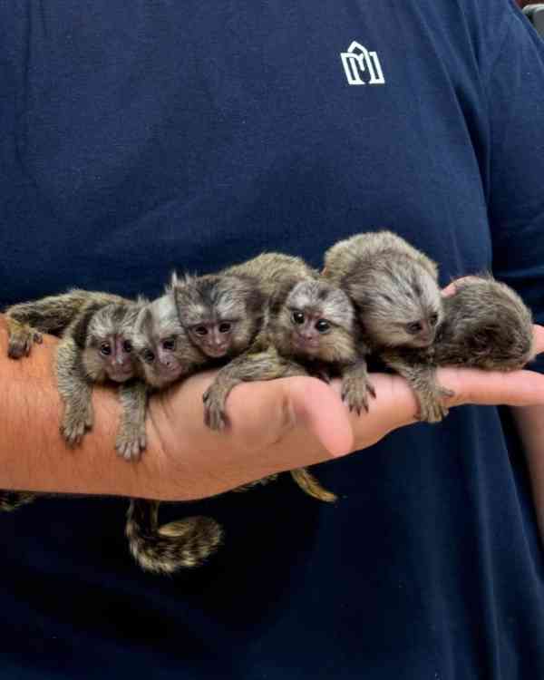 🎄 Malý vánoční poklad – kosman trpasličí k dispozici! 🎁 - foto 1