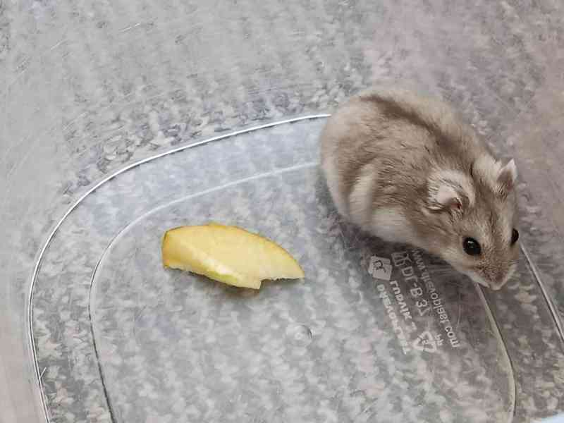 Křečík džungarský - foto 4