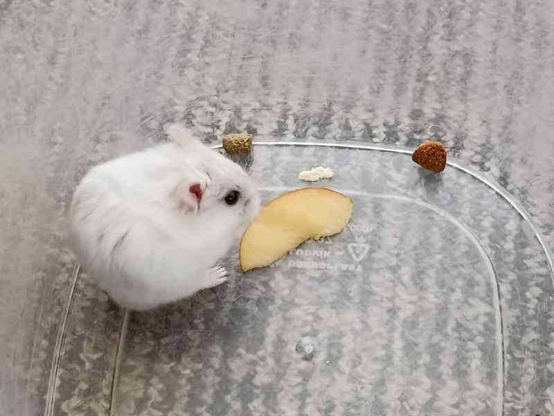 Křečík džungarský - foto 5