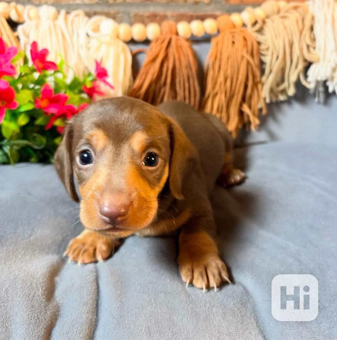 Tato krásná štěňátka jezevčíků  - foto 1