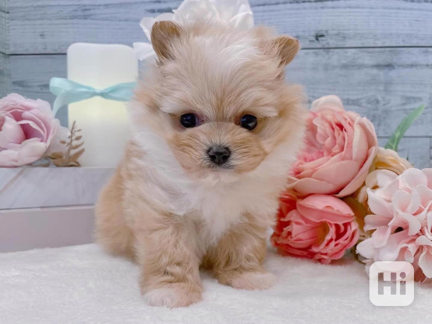 Nádherné štěně maltézského ovčáka hledá nový domov - foto 1