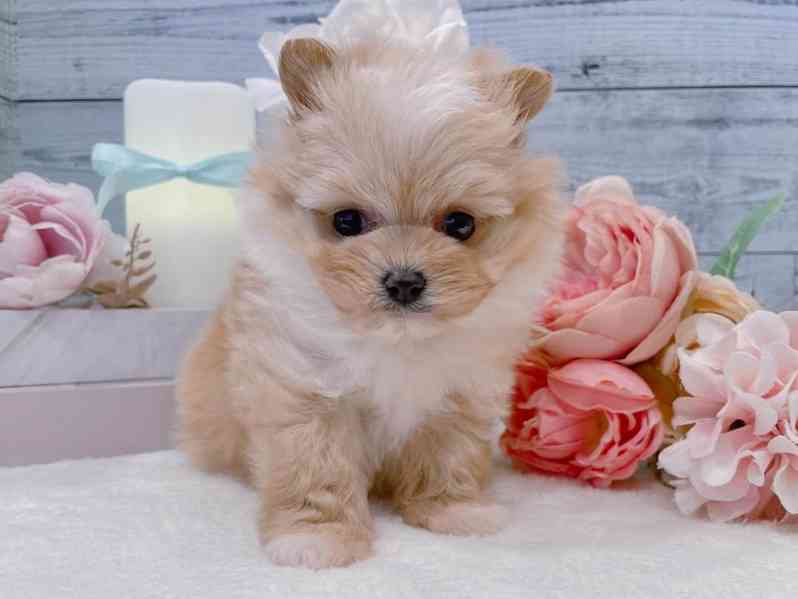 Nádherné štěně maltézského ovčáka hledá nový domov - foto 1