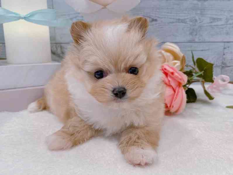 Nádherné štěně maltézského ovčáka hledá nový domov - foto 2