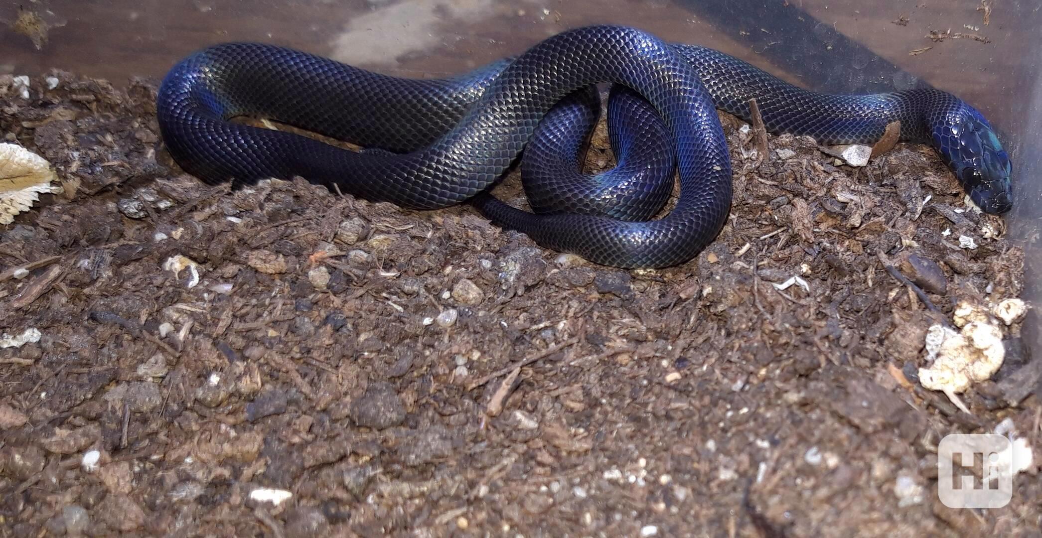 Užovka domácí BLACK - Boaedon fulinginosus BLACK - foto 1