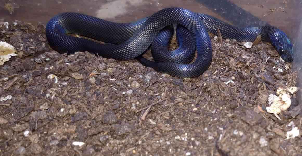 Užovka domácí BLACK - Boaedon fulinginosus BLACK