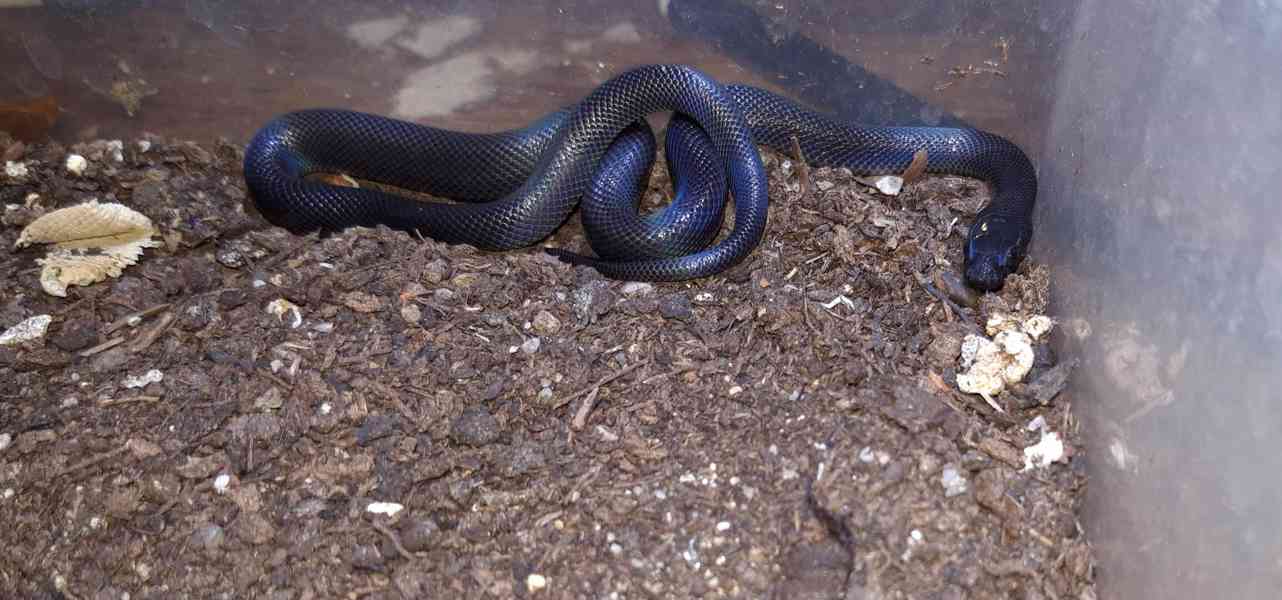 Užovka domácí BLACK - Boaedon fulinginosus BLACK - foto 3