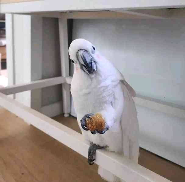 Krásní papoušci kakadu k prodeji 🕊️ - foto 3