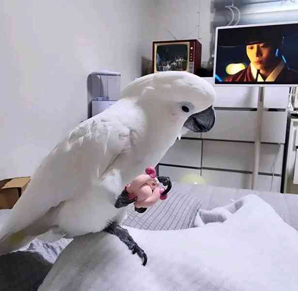 Krásní papoušci kakadu k prodeji 🕊️ - foto 4