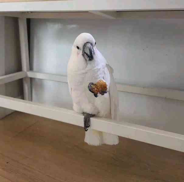 Krásní papoušci kakadu k prodeji 🕊️ - foto 5