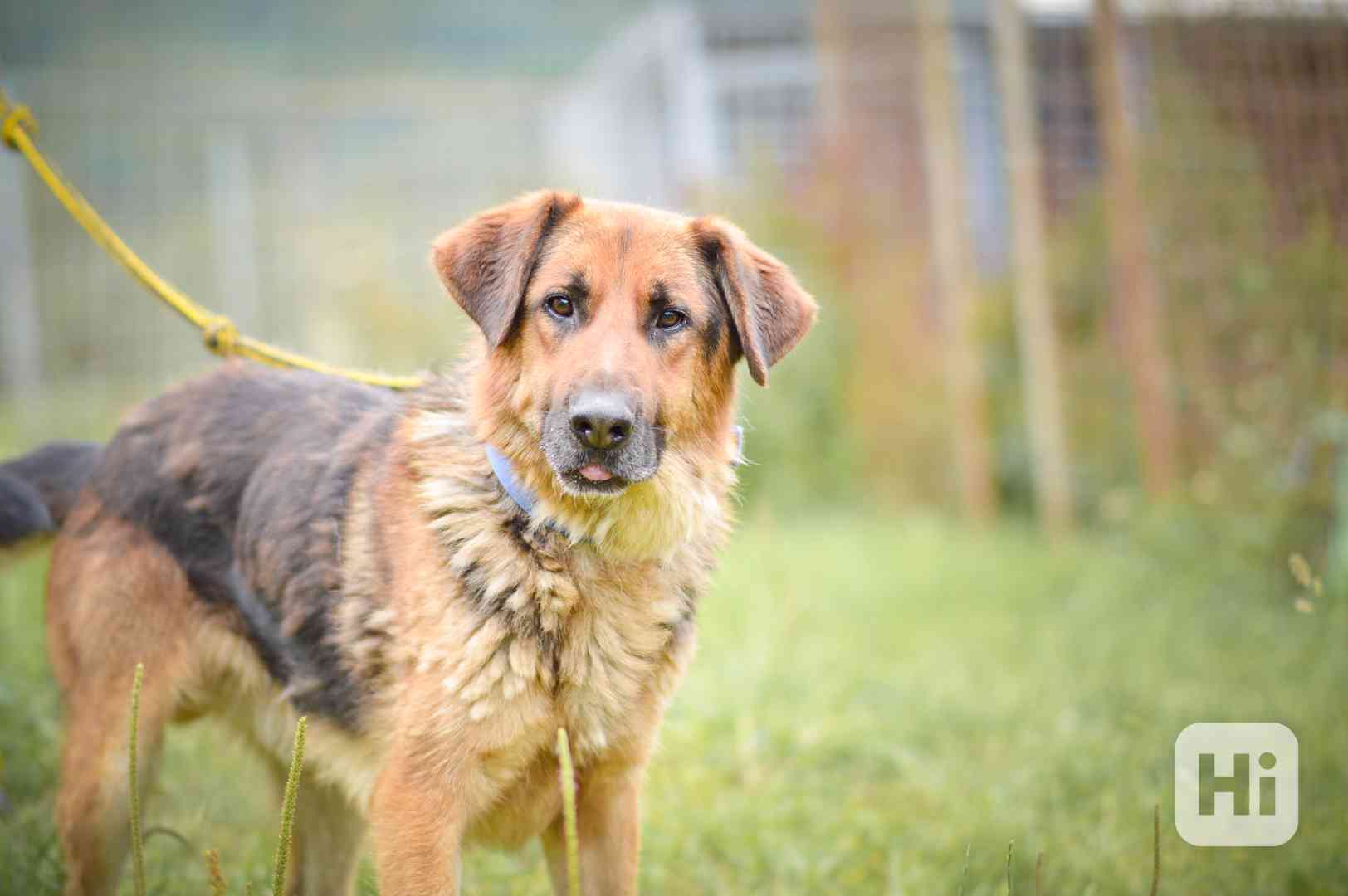 Shadow - x německý ovčák, bláznivý aktivní kluk, 4 roky - foto 1