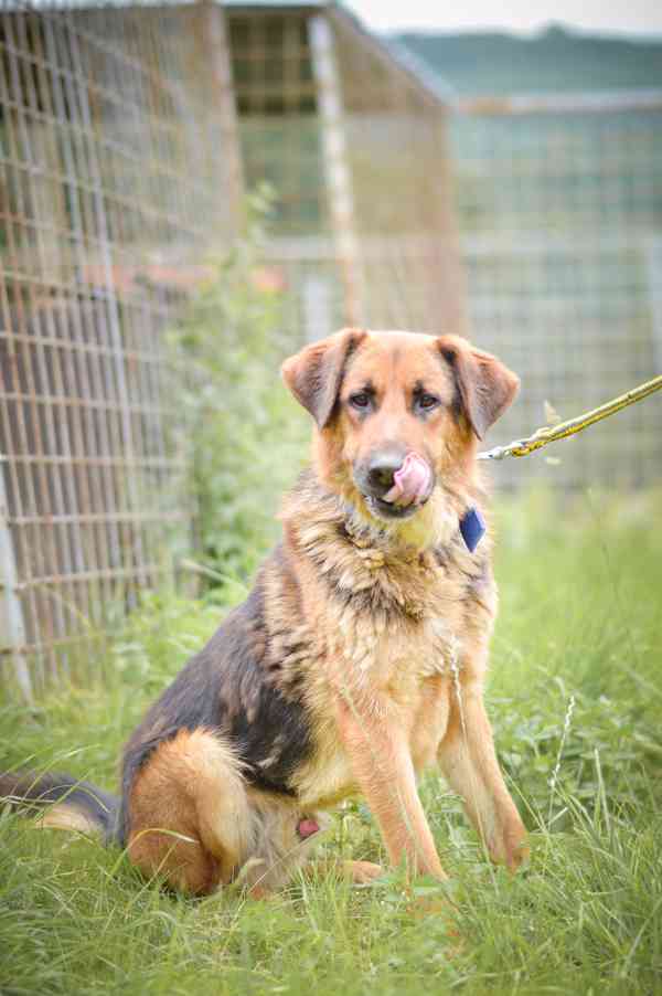 Shadow - x německý ovčák, bláznivý aktivní kluk, 4 roky - foto 4
