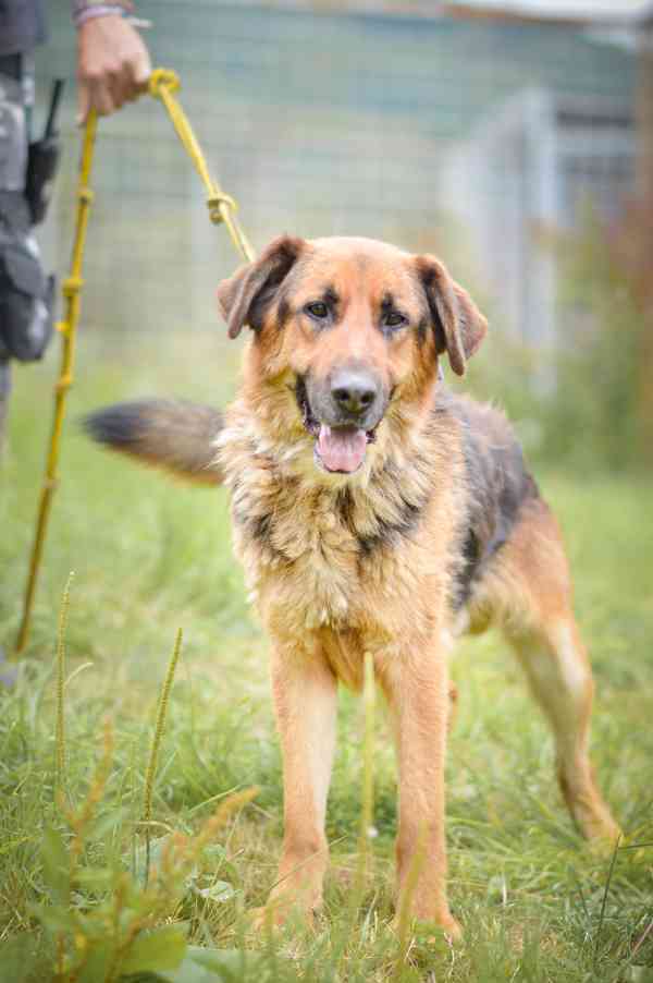 Shadow - x německý ovčák, bláznivý aktivní kluk, 4 roky - foto 2