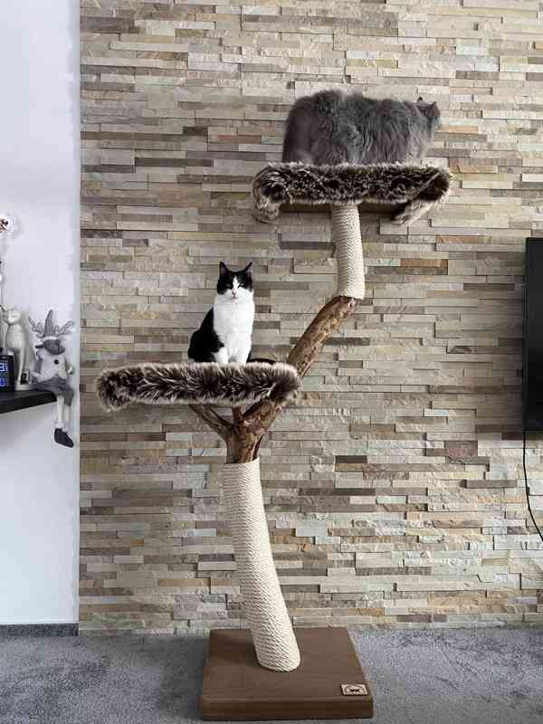 Strom pro kočky
