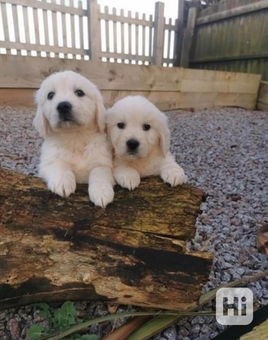 Dvě štěňata skromného zlatého retrívra jsou nyní k dispozici - foto 1