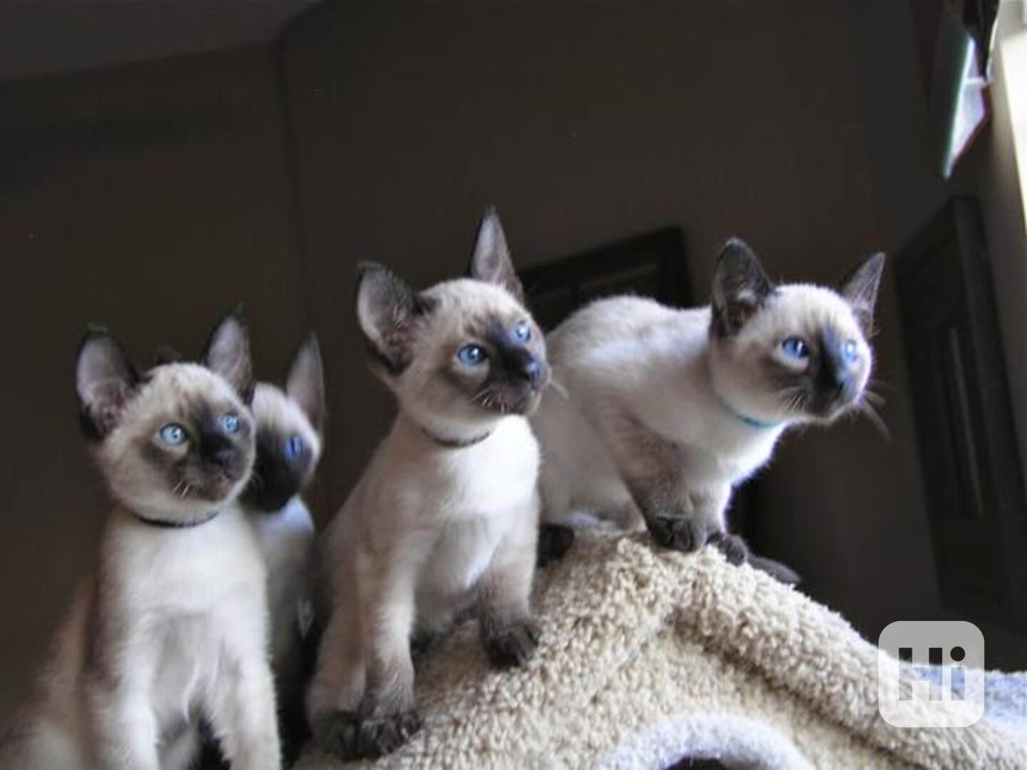 Prodám Siamská koťátka - foto 1