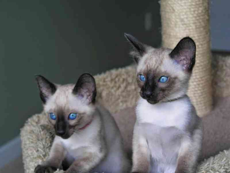 Prodám Siamská koťátka - foto 2