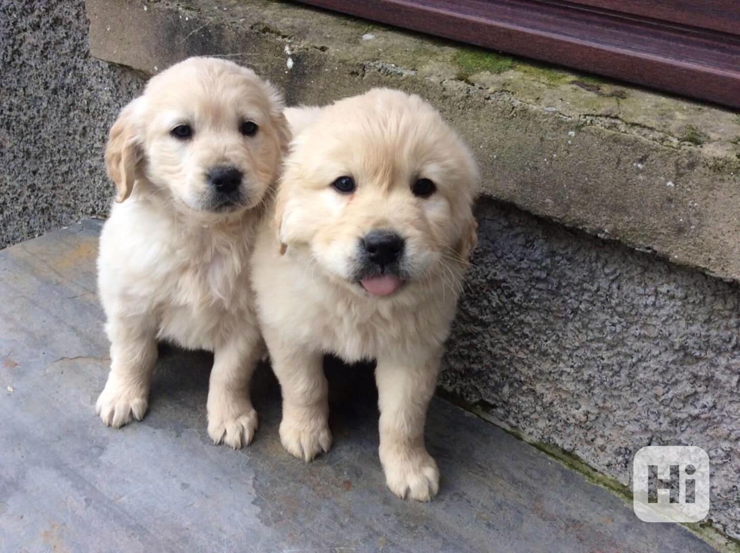 Roztomilá štěňata zlatého retrívra jsou ihned k dispozici - foto 1
