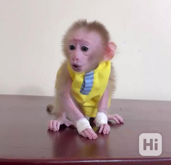 Mladé kapucínské opice připravené na nové domovy - foto 1