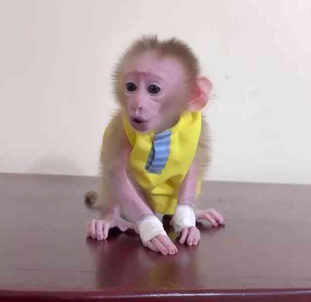 Mladé kapucínské opice připravené na nové domovy - foto 1