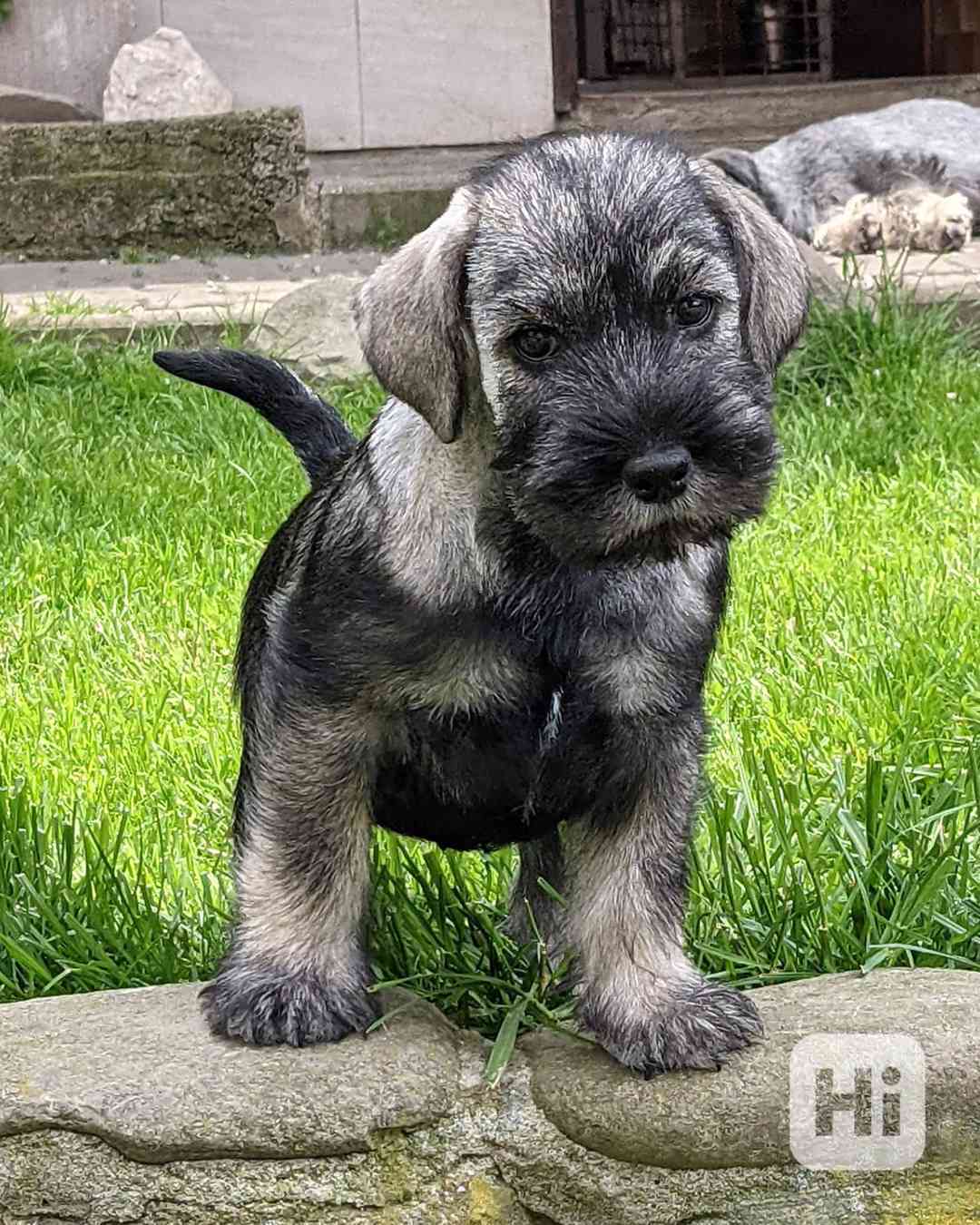 Knírač střední pepř a sůl - foto 1