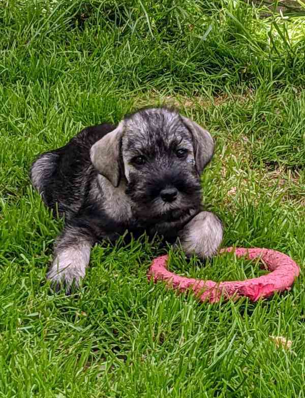 Knírač střední pepř a sůl - foto 6