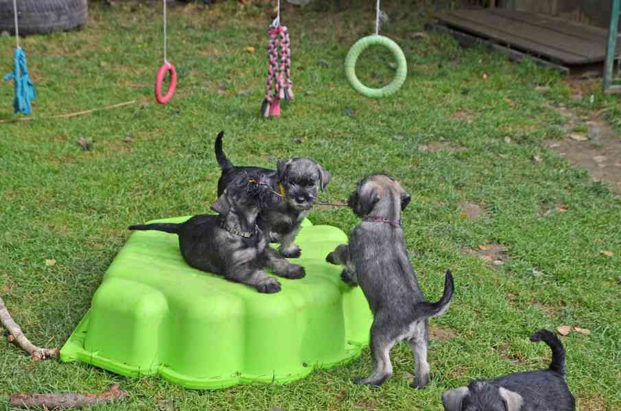 Knírač střední pepř a sůl - foto 5