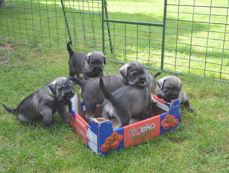 Knírač střední pepř a sůl - foto 7