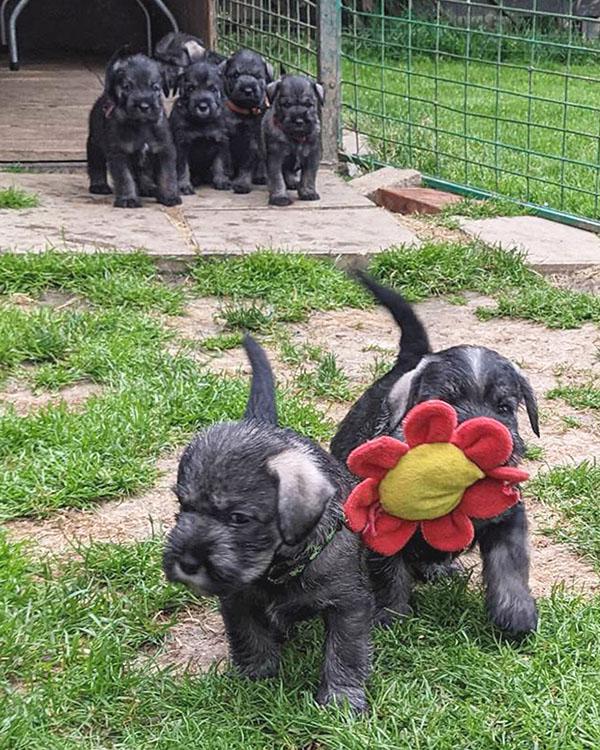 Knírač střední pepř a sůl - foto 4