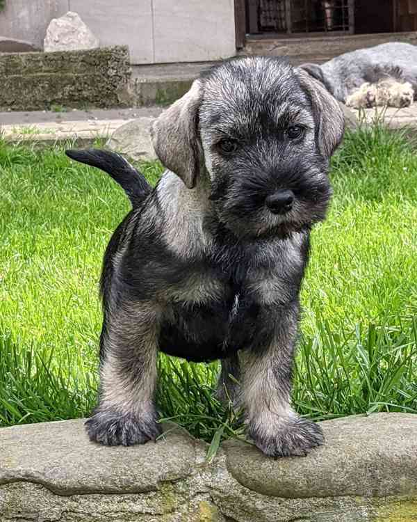 Knírač střední pepř a sůl - foto 1