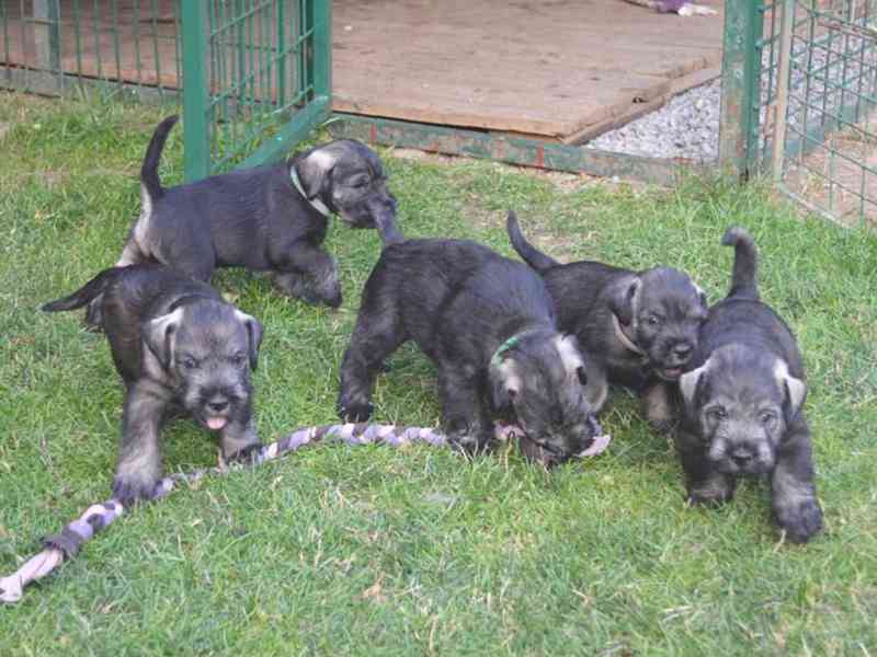 Knírač střední pepř a sůl - foto 2