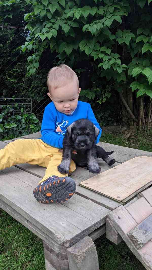 Knírač střední pepř a sůl - foto 3