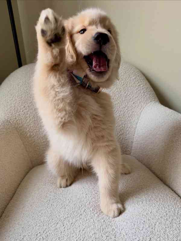 Štěňata zlatého retrívra - foto 2