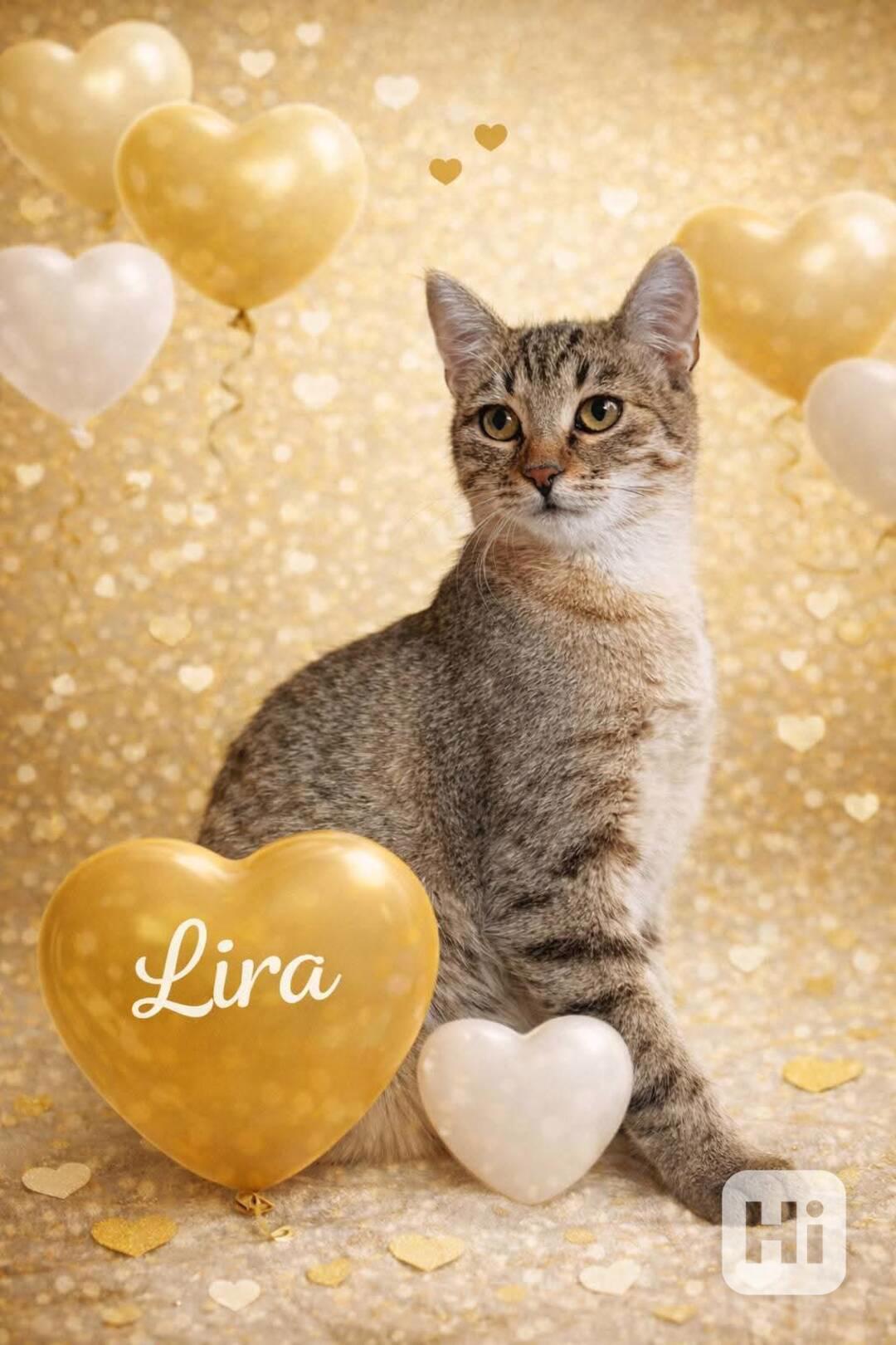 LIRA - koťátko, kočička cca 5 měsíců  - foto 1