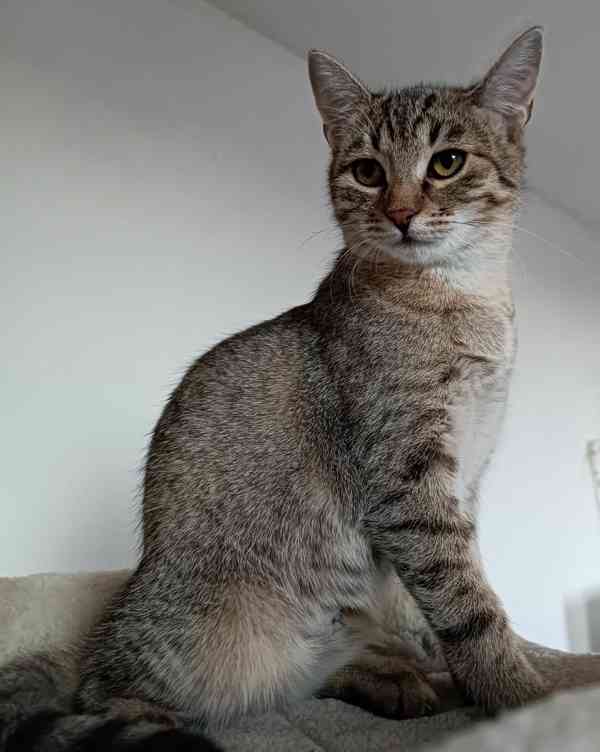 LIRA - koťátko, kočička cca 5 měsíců  - foto 4