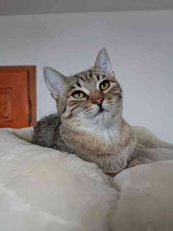 LIRA - koťátko, kočička cca 5 měsíců  - foto 3