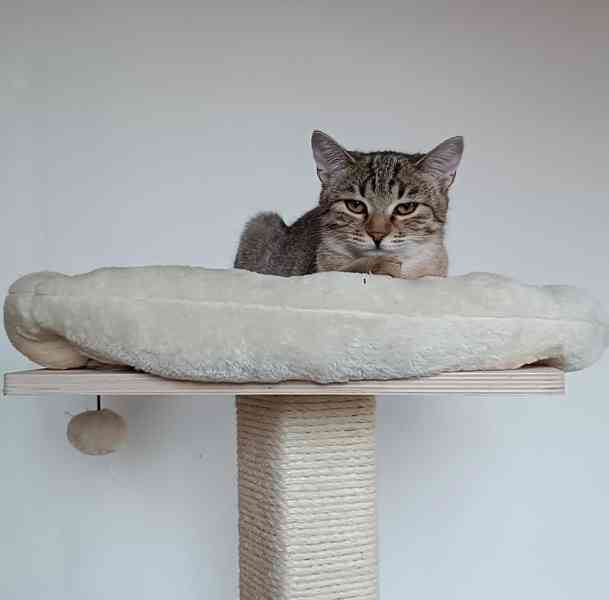 LIRA - koťátko, kočička cca 5 měsíců  - foto 2