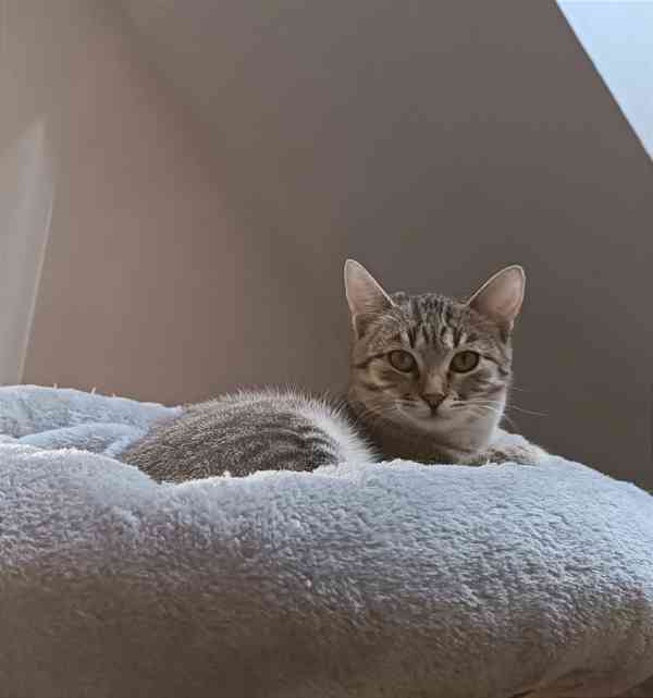 LIRA - koťátko, kočička cca 5 měsíců  - foto 1