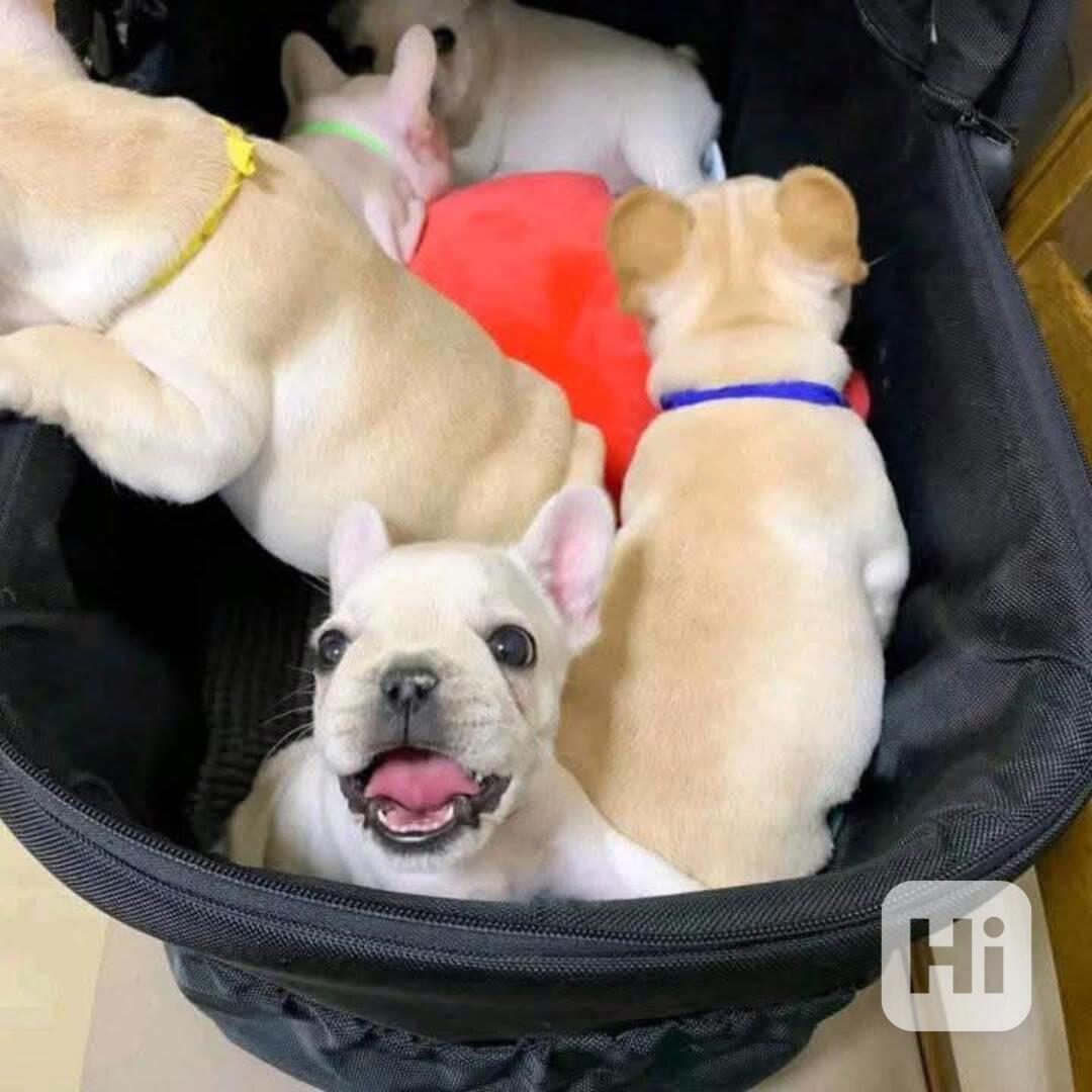 Úžasná štěňata francouzského buldočka k odběru.  - foto 1