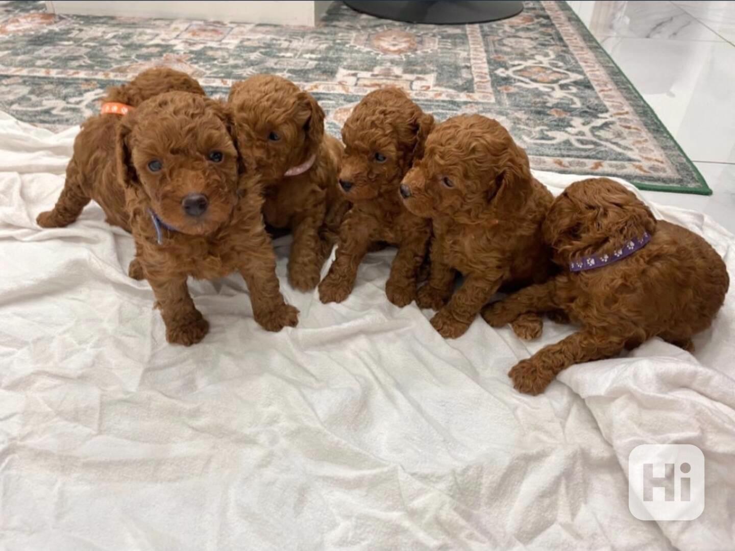 Barevní mini toy pudlíci k adopci - foto 1